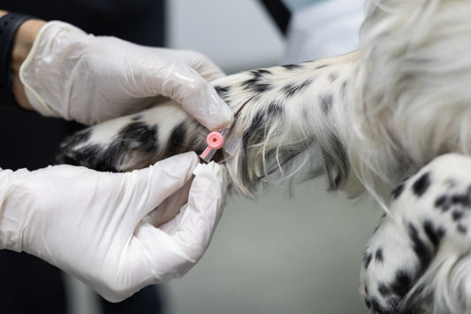 Optimizing Veterinary Surgery