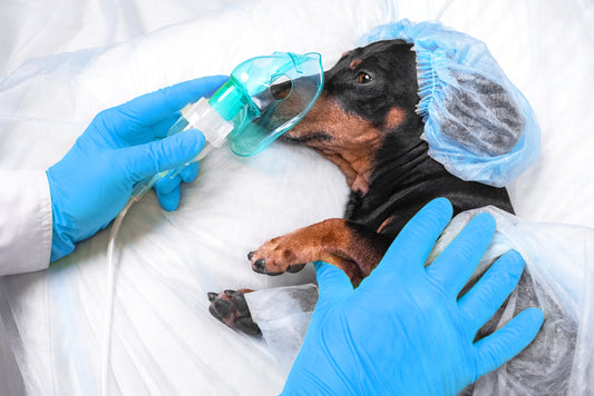 The Importance of Patient Safety in Veterinary Anesthesia: How Technology Can Help