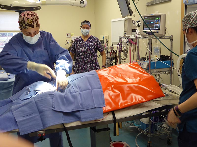 General Use | Thermal Blanket Set - VetORSolutions