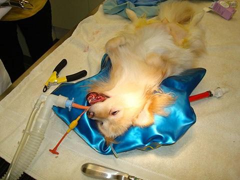 Animal Head Positioner - VetORSolutions