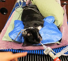 Animal Head Positioner - VetORSolutions