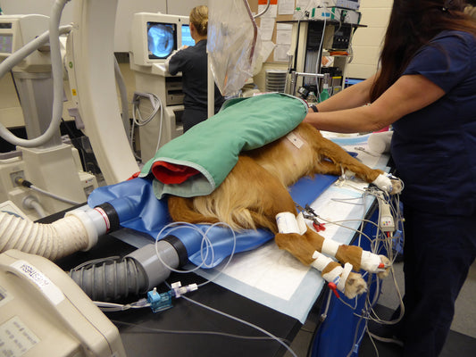 Warm Up to Hypothermia Prevention – Quick Takeaways