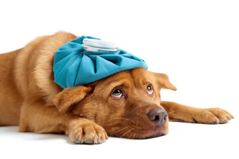 What’s causing severe respiratory illnesses in dogs?