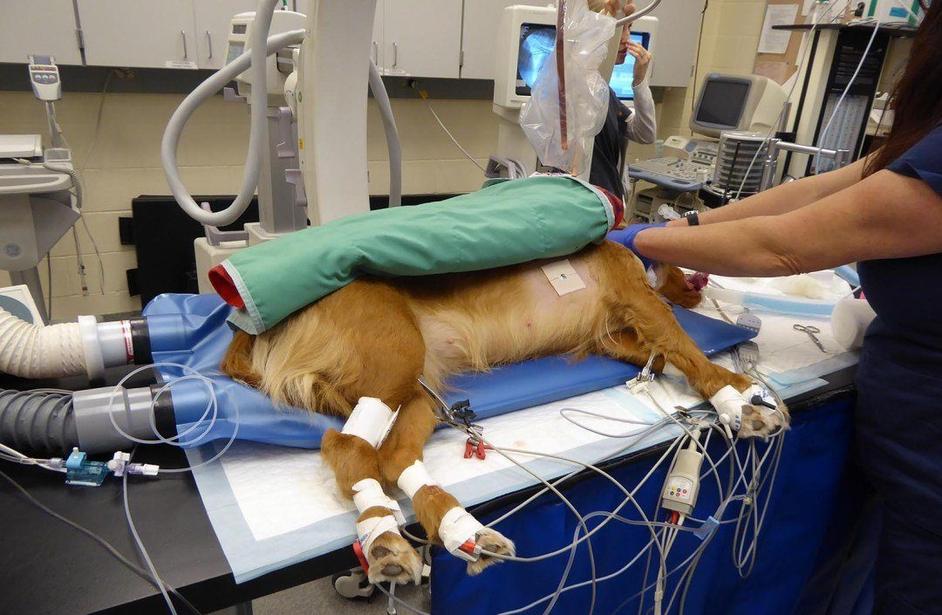 Vet OR Solutions – VetORSolutions
