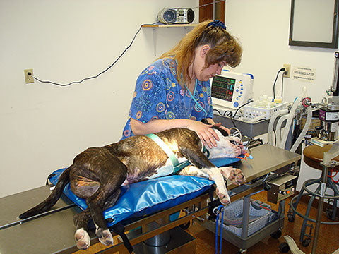 Animal Body Positioner - VetORSolutions
