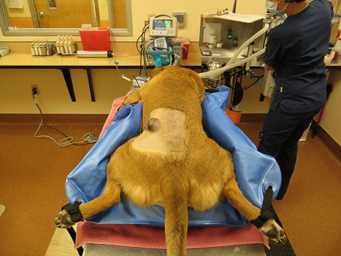 Animal Body Positioner - VetORSolutions